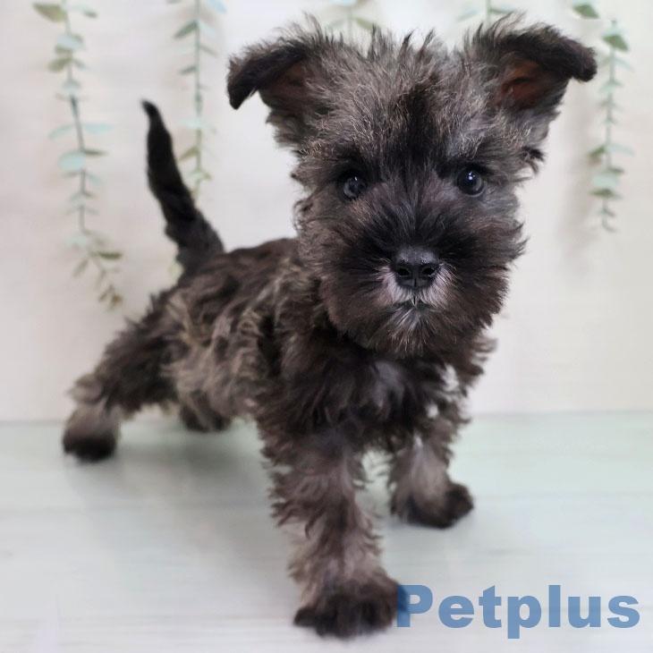 福岡県のミニチュアシュナウザー (ペットプラス 黒崎店/2025年11月5日生まれ/男の子/ソルトペッパー)の子犬の1枚目の画像