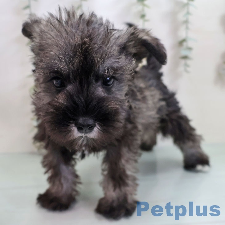 福岡県のミニチュアシュナウザー (ペットプラス 黒崎店/2025年11月5日生まれ/男の子/ソルトペッパー)の子犬の2枚目の画像
