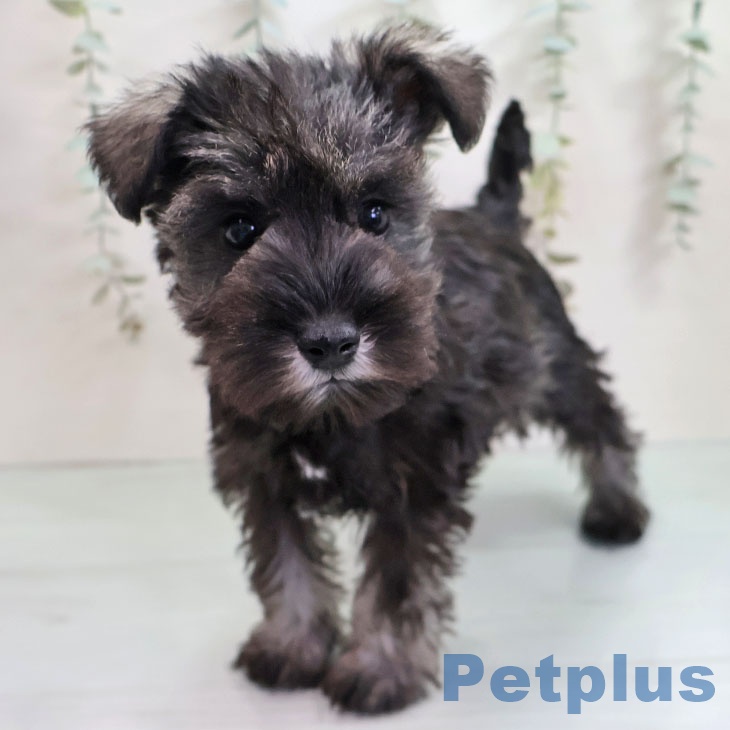 福岡県のミニチュアシュナウザー (ペットプラス 八幡東店/2025年11月5日生まれ/女の子/ソルトペッパー)の子犬の1枚目の画像