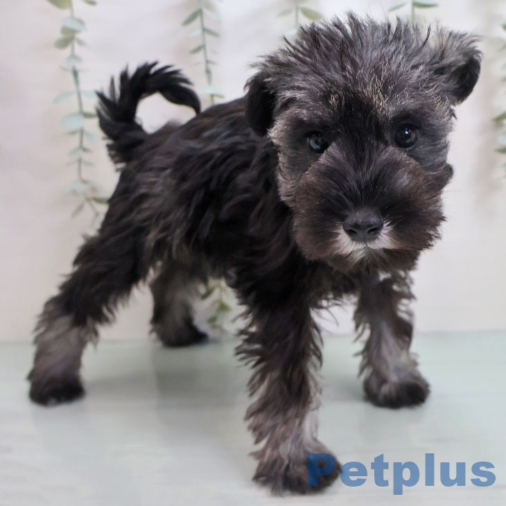 福岡県のミニチュアシュナウザー (ペットプラス 八幡東店/2025年11月5日生まれ/女の子/ソルトペッパー)の子犬の2枚目の画像