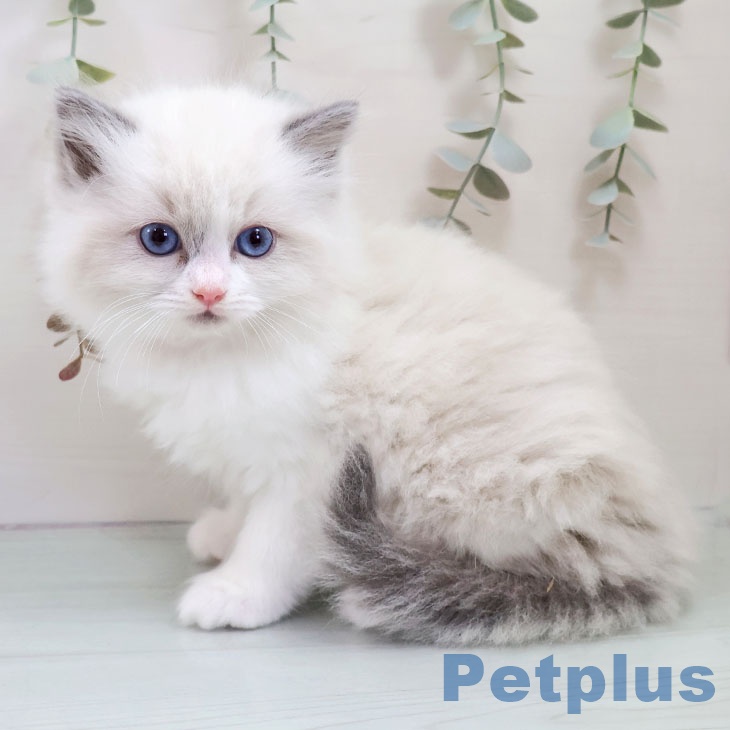 福岡県のラグドール (ペットプラス ららぽーと福岡店/2025年11月2日生まれ/男の子/ブルーポイントバイカラー)の子猫の1枚目の画像