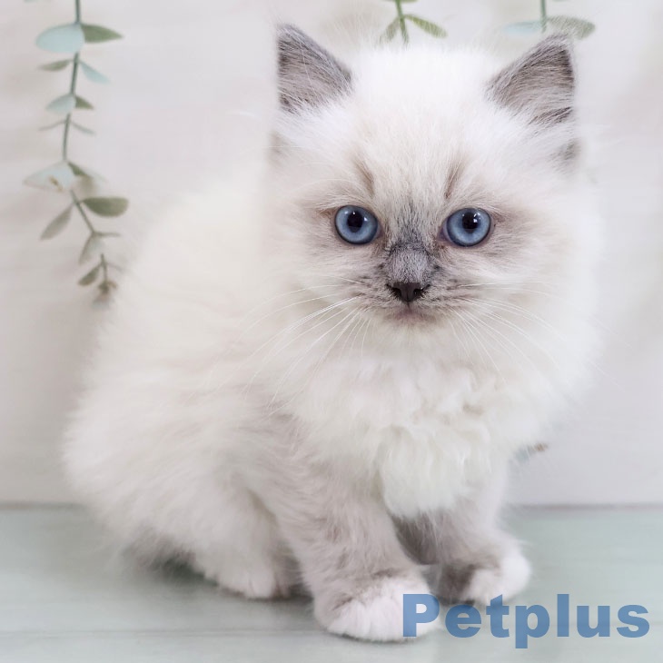 福岡県のラグドール (ペットプラス 八幡東店/2025年11月2日生まれ/女の子/ブルーポイントミテッド)の子猫の2枚目の画像