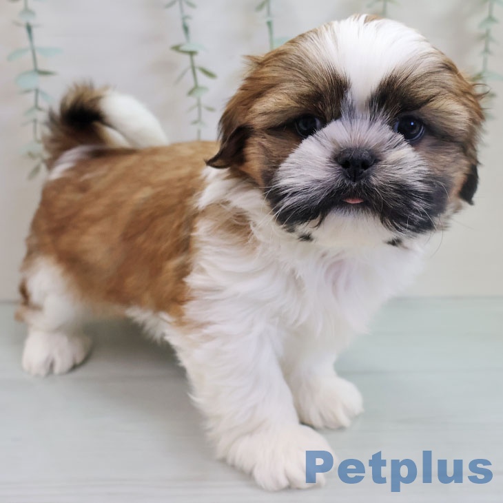 沖縄県のシーズー (ペットプラス 南風原店/2025年11月8日生まれ/男の子/ホワイトゴールド)の子犬の1枚目の画像