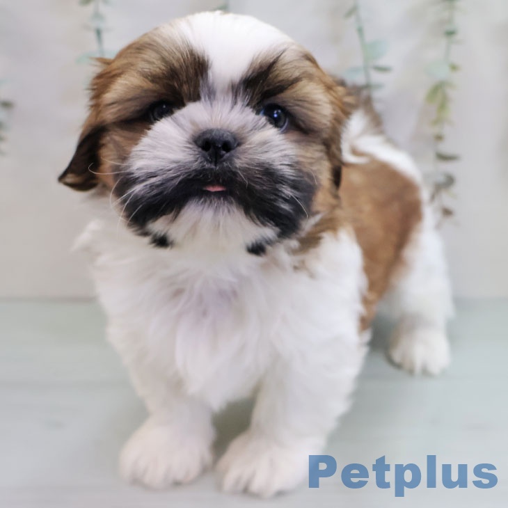 沖縄県のシーズー (ペットプラス 南風原店/2025年11月8日生まれ/男の子/ホワイトゴールド)の子犬の2枚目の画像