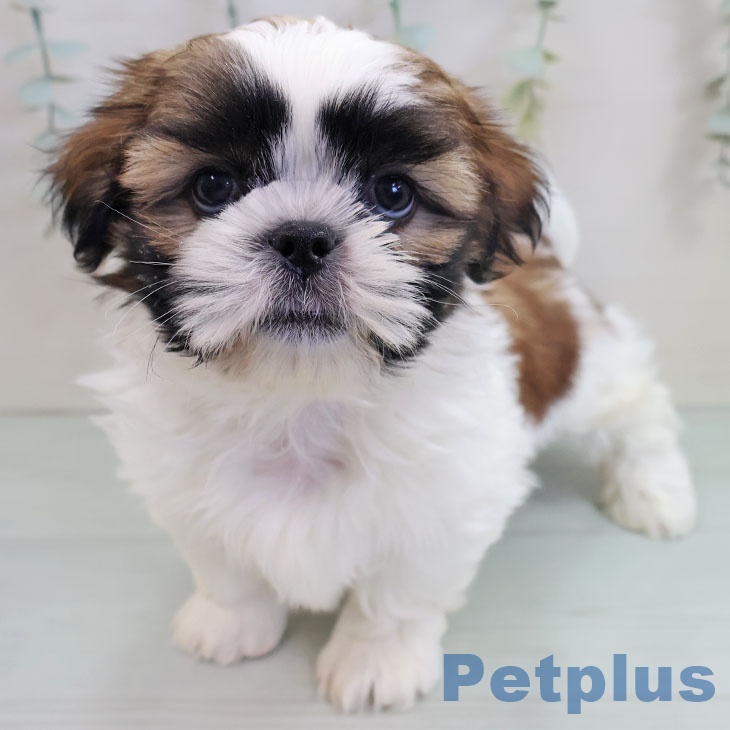 福岡県のシーズー (ペットプラス 小倉南店/2025年11月8日生まれ/男の子/ホワイトゴールド)の子犬の1枚目の画像