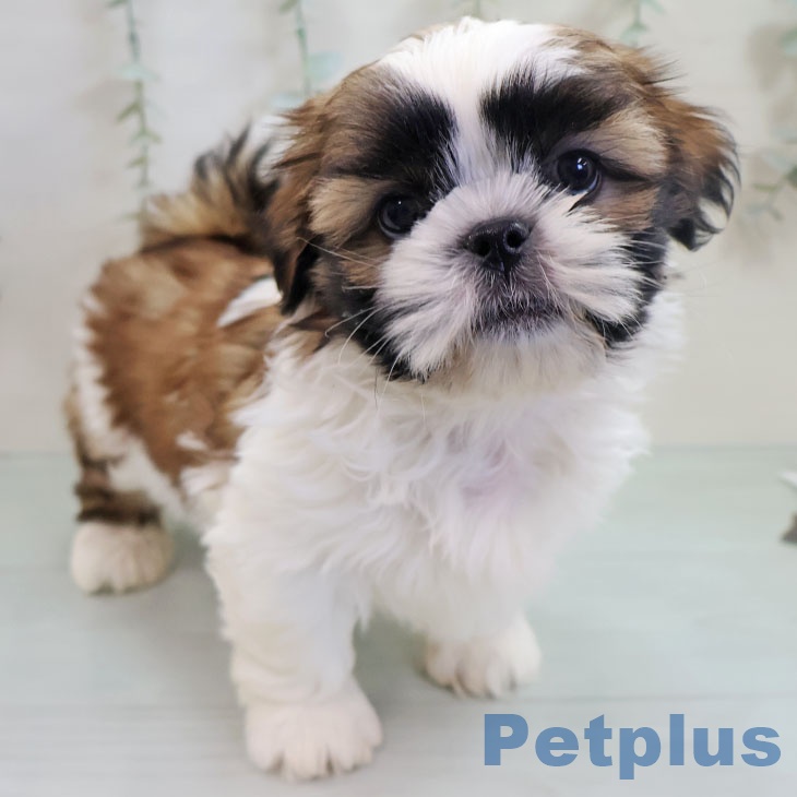福岡県のシーズー (ペットプラス 小倉南店/2025年11月8日生まれ/男の子/ホワイトゴールド)の子犬の2枚目の画像
