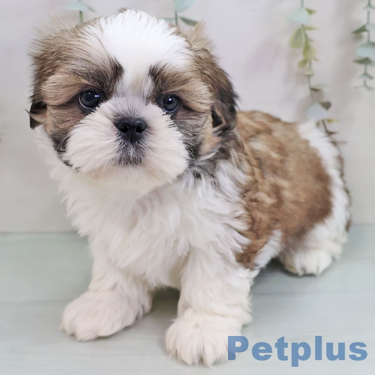 熊本県のシーズー (ペットプラス 熊本店/2025年11月8日生まれ/男の子/ホワイトゴールド)の子犬の2枚目の画像
