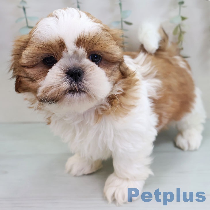 鹿児島県のシーズー (ペットプラス 姶良店/2025年11月8日生まれ/女の子/ホワイトゴールド)の子犬の1枚目の画像