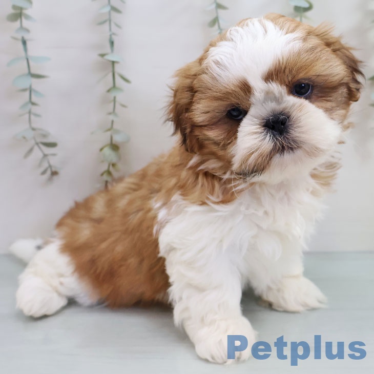 鹿児島県のシーズー (ペットプラス 姶良店/2025年11月8日生まれ/女の子/ホワイトゴールド)の子犬の2枚目の画像