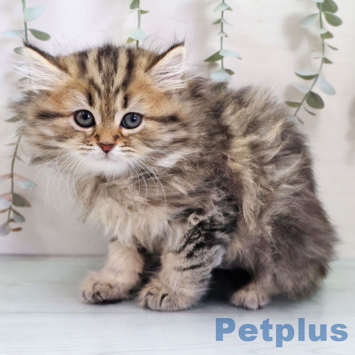 福岡県のペルシャ (ペットプラス 八幡東店/2025年10月31日生まれ/男の子/チンチラゴールデン)の子猫の1枚目の画像