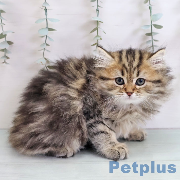 福岡県のペルシャ (ペットプラス 八幡東店/2025年10月31日生まれ/男の子/チンチラゴールデン)の子猫の2枚目の画像