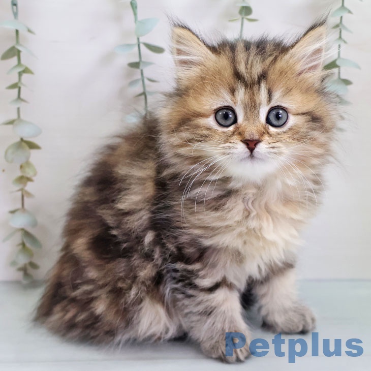 熊本県のペルシャ (ペットプラス 熊本店/2025年10月31日生まれ/女の子/チンチラゴールデン)の子猫
