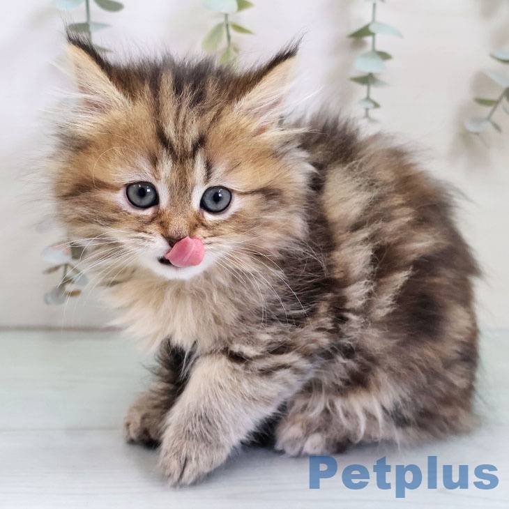 熊本県のペルシャ (ペットプラス 熊本店/2025年10月31日生まれ/女の子/チンチラゴールデン)の子猫の2枚目の画像