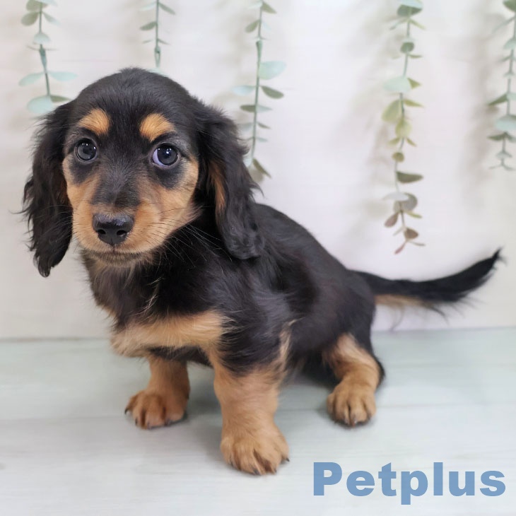 長崎県のミニチュアダックスフンド(ロング) (ペットプラス 長崎店/2025年11月2日生まれ/女の子/ブラックタン)の子犬の1枚目の画像