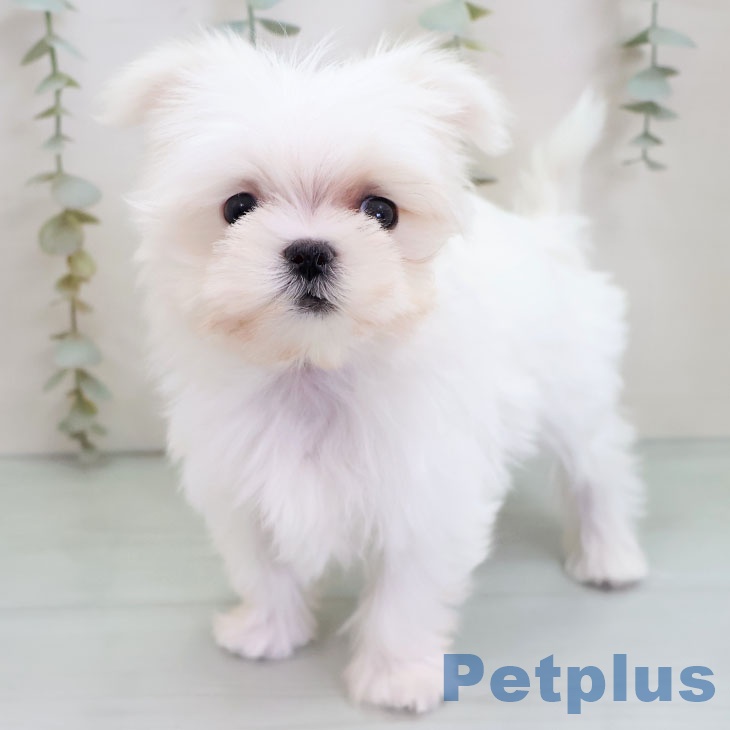 福岡県のマルチーズ (ペットプラス 八幡東店/2025年10月25日生まれ/男の子/ホワイト)の子犬