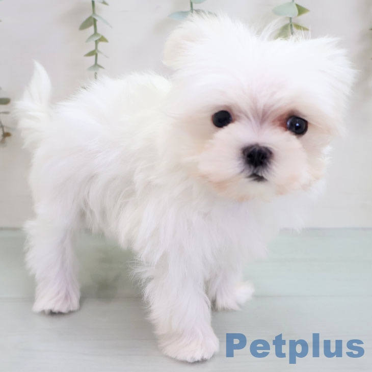 福岡県のマルチーズ (ペットプラス 八幡東店/2025年10月25日生まれ/男の子/ホワイト)の子犬の2枚目の画像