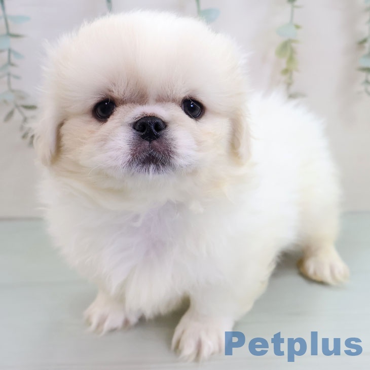 福岡県のペキニーズ (ペットプラス MARK IS 福岡ももち店/2025年11月4日生まれ/男の子/クリームホワイト)の子犬の1枚目の画像