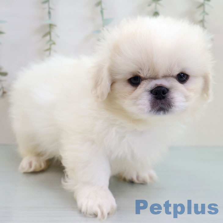 福岡県のペキニーズ (ペットプラス MARK IS 福岡ももち店/2025年11月4日生まれ/男の子/クリームホワイト)の子犬の2枚目の画像