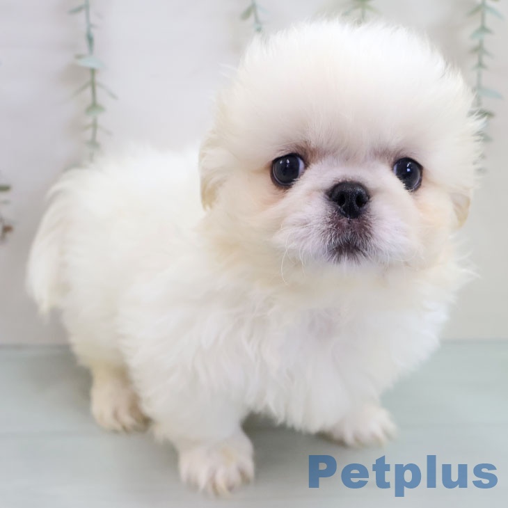 沖縄県のペキニーズ (ペットプラス 沖縄ライカム店/2025年11月4日生まれ/男の子/クリームホワイト)の子犬の1枚目の画像