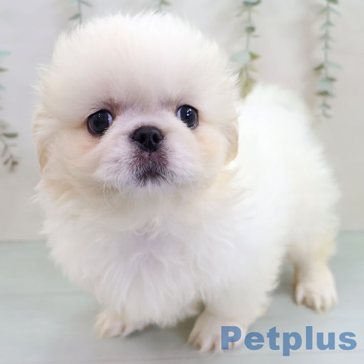 沖縄県のペキニーズ (ペットプラス 沖縄ライカム店/2025年11月4日生まれ/男の子/クリームホワイト)の子犬の2枚目の画像