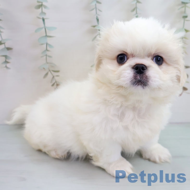 福岡県のペキニーズ (ペットプラス 香椎浜店/2025年11月4日生まれ/女の子/クリームホワイト)の子犬の1枚目の画像