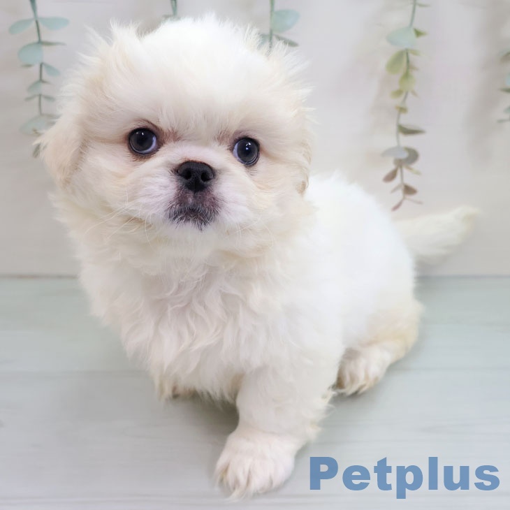福岡県のペキニーズ (ペットプラス 香椎浜店/2025年11月4日生まれ/女の子/クリームホワイト)の子犬の2枚目の画像