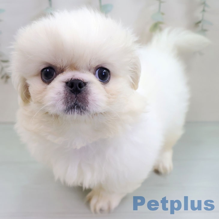 福岡県のペキニーズ (ペットプラス 福岡店/2025年11月4日生まれ/女の子/クリームホワイト)の子犬