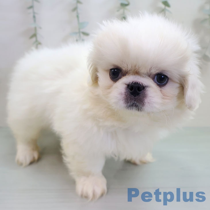 福岡県のペキニーズ (ペットプラス 福岡店/2025年11月4日生まれ/女の子/クリームホワイト)の子犬の2枚目の画像