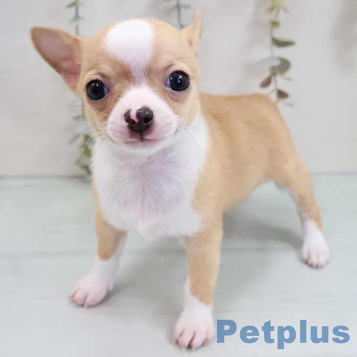 福岡県のチワワ(ロング) (ペットプラス 八幡東店/2025年11月8日生まれ/男の子/フォーンホワイト)の子犬
