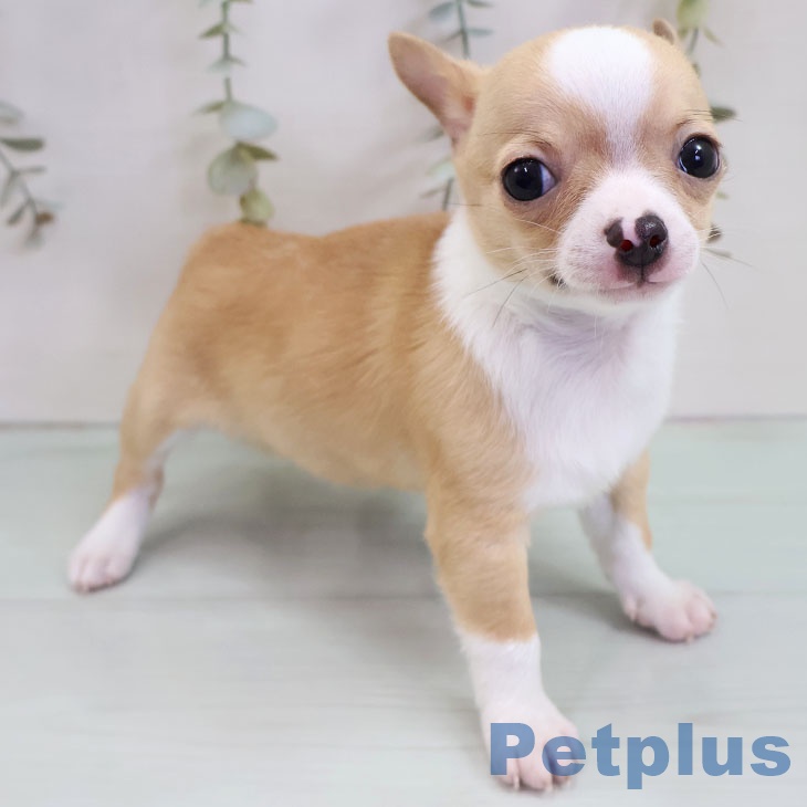 福岡県のチワワ(ロング) (ペットプラス 八幡東店/2025年11月8日生まれ/男の子/フォーンホワイト)の子犬の2枚目の画像