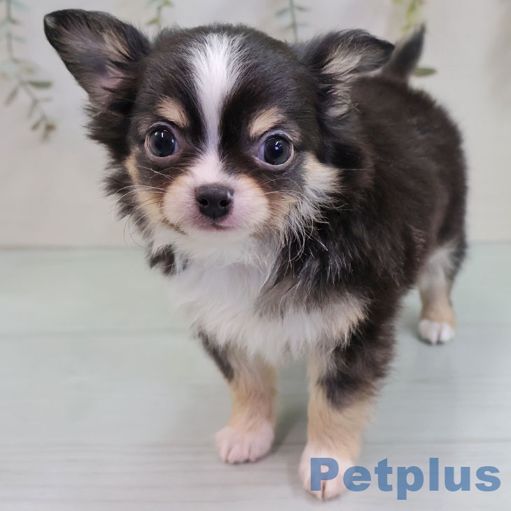 福岡県のチワワ(ロング) (ペットプラス MARK IS 福岡ももち店/2025年11月8日生まれ/男の子/ブラックタンホワイト)の子犬の1枚目の画像
