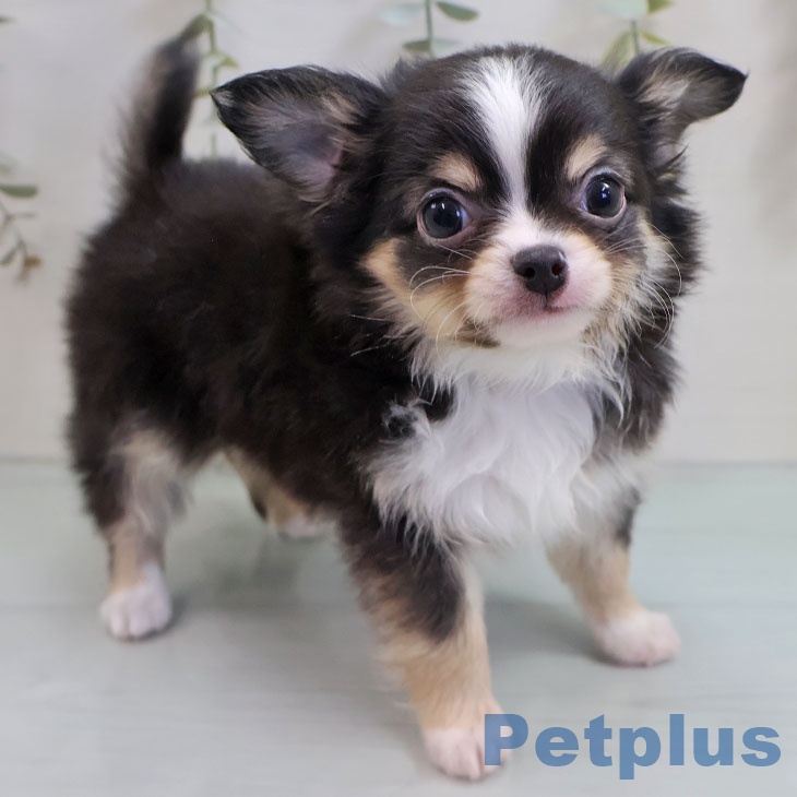 福岡県のチワワ(ロング) (ペットプラス MARK IS 福岡ももち店/2025年11月8日生まれ/男の子/ブラックタンホワイト)の子犬の2枚目の画像