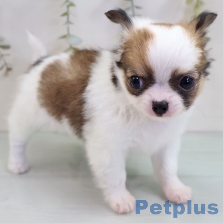 福岡県のチワワ(ロング) (ペットプラス ららぽーと福岡店/2025年11月8日生まれ/女の子/ホワイトセーブル)の子犬の2枚目の画像