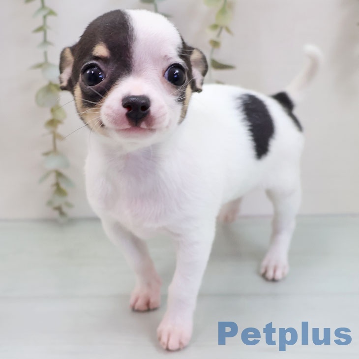 福岡県のチワワ(ロング) (ペットプラス 黒崎店/2025年11月8日生まれ/女の子/ホワイトブラックタン)の子犬の1枚目の画像