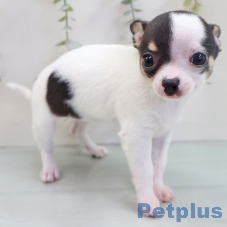 福岡県のチワワ(ロング) (ペットプラス 黒崎店/2025年11月8日生まれ/女の子/ホワイトブラックタン)の子犬の2枚目の画像