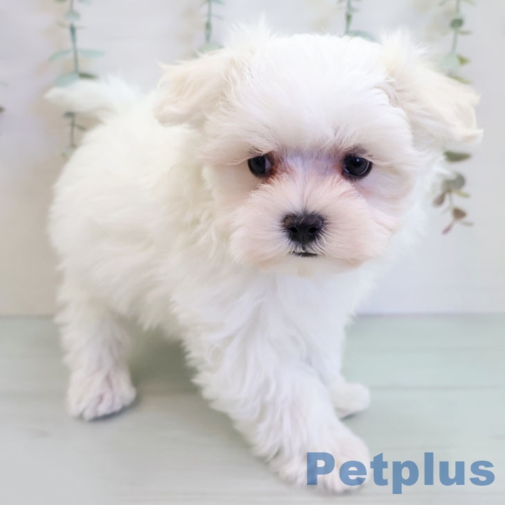 福岡県のマルチーズ (ペットプラス 福岡店/2025年11月10日生まれ/男の子/ホワイト)の子犬の1枚目の画像