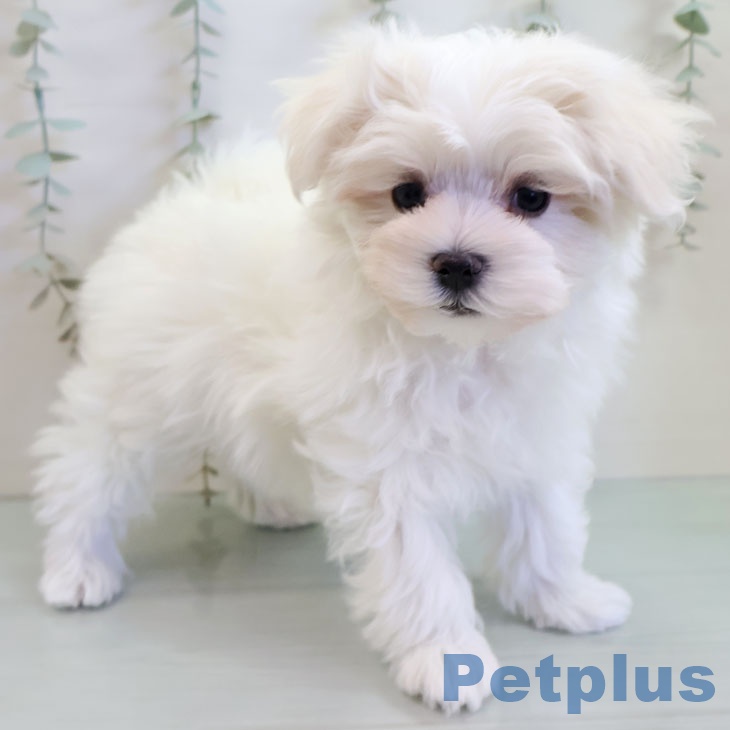 熊本県のマルチーズ (ペットプラス 熊本店/2025年11月10日生まれ/男の子/ホワイト)の子犬の1枚目の画像