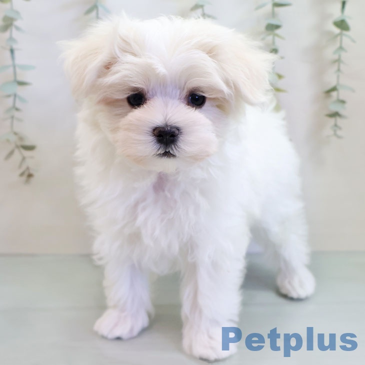 熊本県のマルチーズ (ペットプラス 熊本店/2025年11月10日生まれ/男の子/ホワイト)の子犬の2枚目の画像
