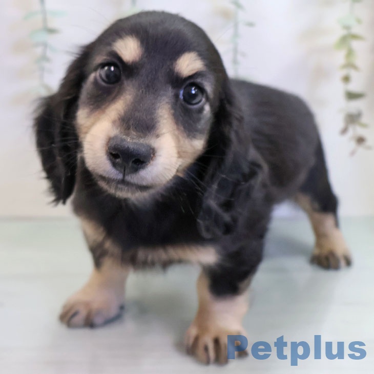鹿児島県のミニチュアダックスフンド(ロング) (ペットプラス 姶良店/2025年11月11日生まれ/男の子/ブラックイエロー)の子犬の2枚目の画像