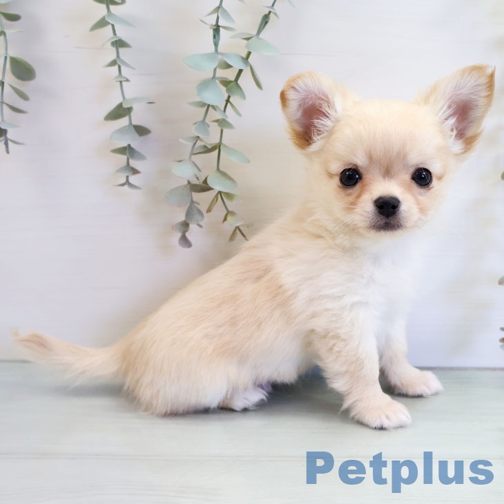 福岡県のチワワ(ロング) (ペットプラス ららぽーと福岡店/2025年11月12日生まれ/男の子/クリームホワイト)の子犬の1枚目の画像