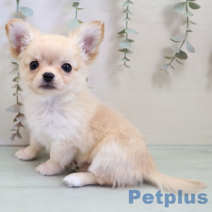 福岡県のチワワ(ロング) (ペットプラス ららぽーと福岡店/2025年11月12日生まれ/男の子/クリームホワイト)の子犬の2枚目の画像