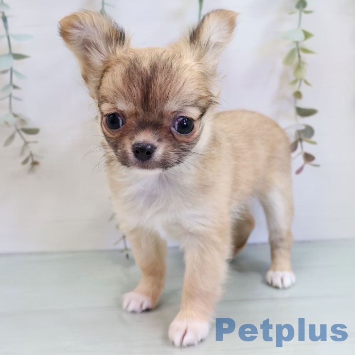 福岡県のチワワ(ロング) (ペットプラス 香椎浜店/2025年11月12日生まれ/女の子/フォーンホワイト)の子犬の1枚目の画像