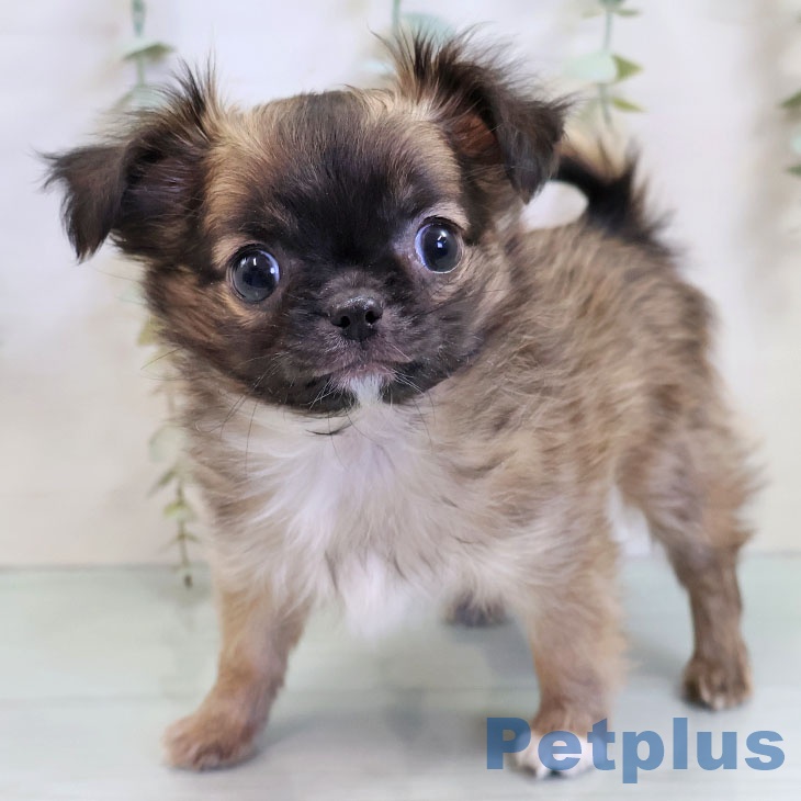 長崎県のチワワ(ロング) (ペットプラス 長崎店/2025年11月3日生まれ/男の子/フォーンホワイト)の子犬の1枚目の画像