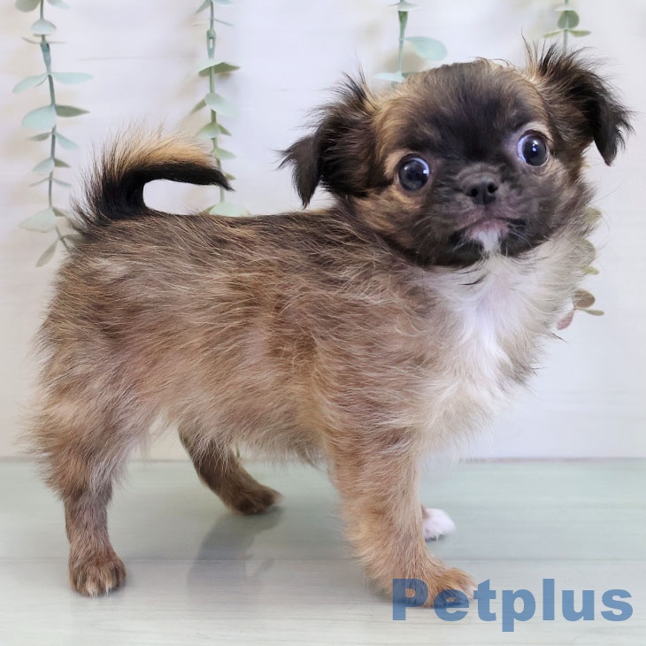 長崎県のチワワ(ロング) (ペットプラス 長崎店/2025年11月3日生まれ/男の子/フォーンホワイト)の子犬の2枚目の画像