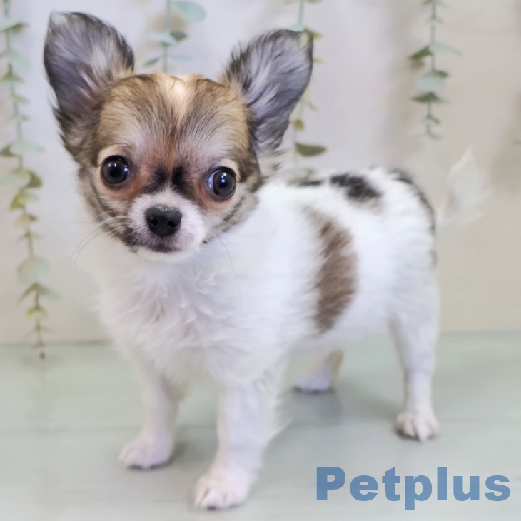 福岡県のチワワ(ロング) (ペットプラス 小倉南店/2025年10月27日生まれ/女の子/ホワイトセーブル)の子犬の1枚目の画像