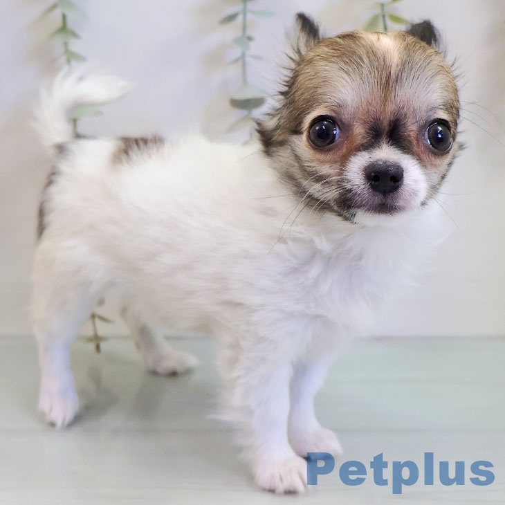 福岡県のチワワ(ロング) (ペットプラス 小倉南店/2025年10月27日生まれ/女の子/ホワイトセーブル)の子犬の2枚目の画像