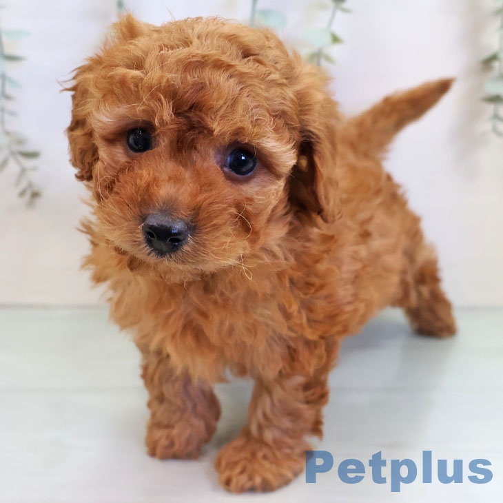 福岡県のトイプードル(トイ) (ペットプラス 福岡店/2025年11月12日生まれ/男の子/レッド)の子犬の1枚目の画像