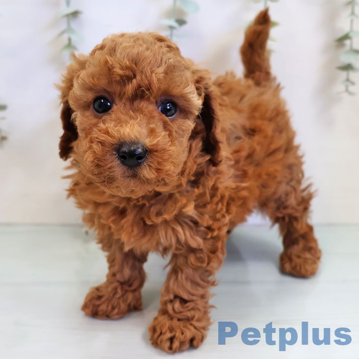 福岡県のトイプードル(トイ) (ペットプラス 八幡東店/2025年11月12日生まれ/男の子/レッド)の子犬の1枚目の画像