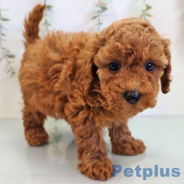 福岡県のトイプードル(トイ) (ペットプラス 八幡東店/2025年11月12日生まれ/男の子/レッド)の子犬の2枚目の画像