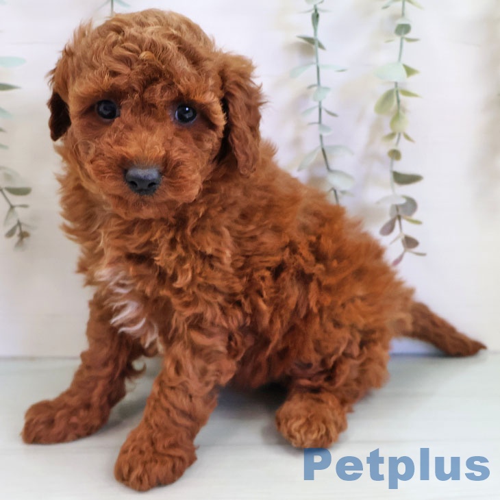 鹿児島県のトイプードル(トイ) (ペットプラス 姶良店/2025年11月12日生まれ/女の子/レッド)の子犬の2枚目の画像